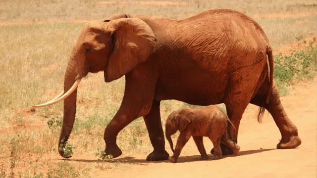 herd-of-elephants-protects-newborn-after-mother-gives-birth-in-open-field-viral-video-melts-hearts